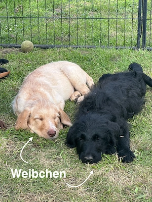 Labradoodle Welpen 