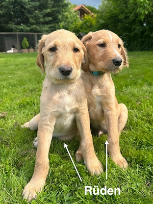 Labrador-Doodle Welpen