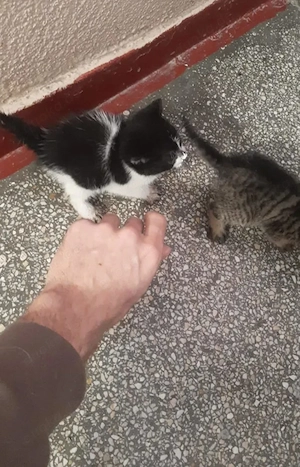 Thea Freundliches Katzenmädel sucht Familie zum Kuscheln Bild 9
