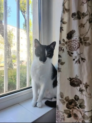 Thea Freundliches Katzenmädel sucht Familie zum Kuscheln Bild 4