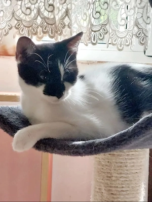 Thea Freundliches Katzenmädel sucht Familie zum Kuscheln Bild 6