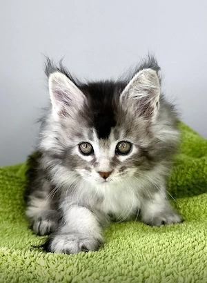 Sanfter Maine-Coon-Kater   Aufgewachsen mit Kindern und vollständig geimpft