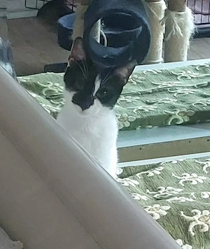 Thea Freundliches Katzenmädel sucht Familie zum Kuscheln Bild 7