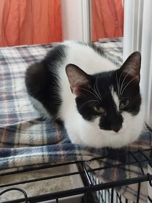 Thea Freundliches Katzenmädel sucht Familie zum Kuscheln Bild 5