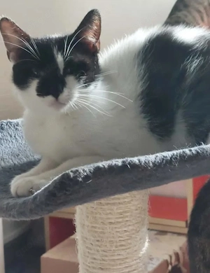 Thea Freundliches Katzenmädel sucht Familie zum Kuscheln Bild 8