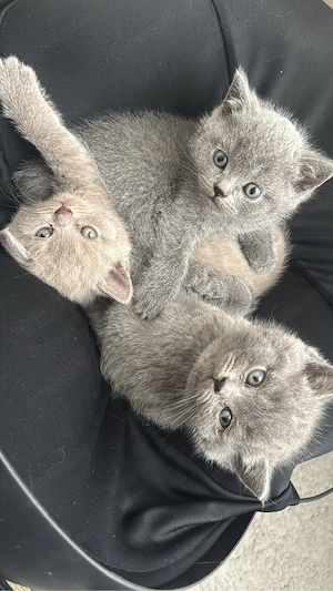 Reinrassige BKH kitten 