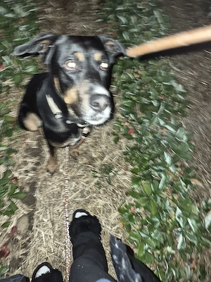 hund in gute hände zu verkaufen
