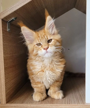 Reinrassige Maine-Coon-Kätzchen mit EU-Heimtierausweis und Impfpass