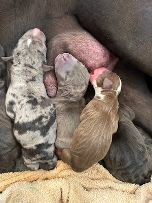 American Bully XL - welpen