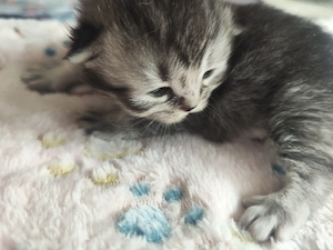 BKH Kitten suchen eine Famile