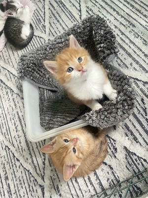 kleine süße Babykatzen