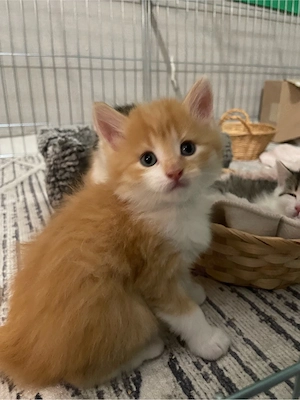 kleine süße Babykatzen