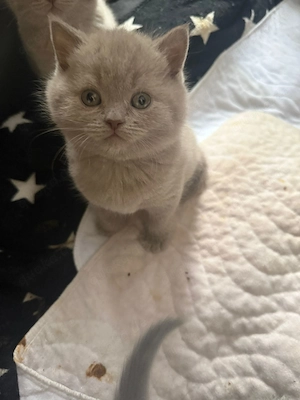 Bkh Kitten 