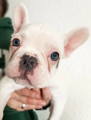 Französische Bulldogge Welpe
