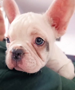 Französische Bulldogge Welpe