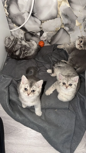 Britisch Kurzhaar Kitten