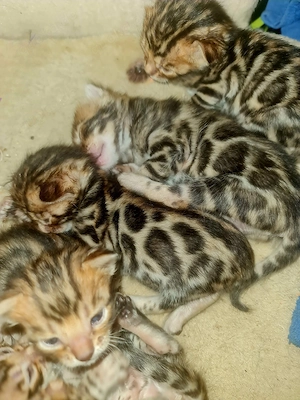 Wunderschöne Reinrassige Bengalkitten mit Stammbaum Reservierung jetzt möglich 