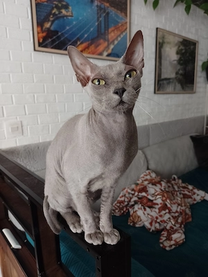 Sphynx Devon Rex Mix einzigartig 