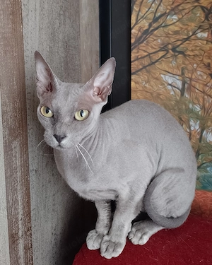 Sphynx Devon Rex Mix einzigartig  Bild 2