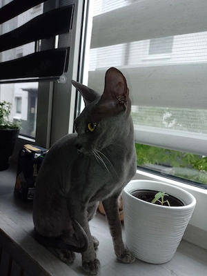 Sphynx Devon Rex Mix einzigartig  Bild 3