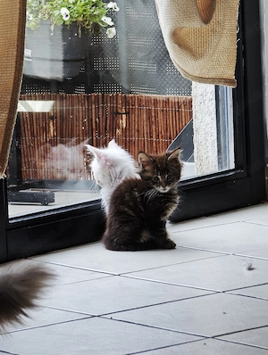 3.Reinrassige Mainecoon Kater