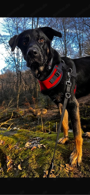 Hunter sucht sein zuhause für immer 