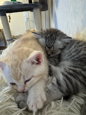zum Verkaufen drei süsse BKH Kitten Bild 4