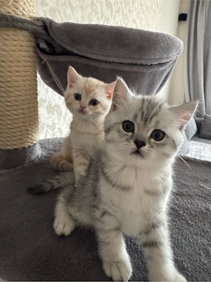 zum Verkaufen drei süsse BKH Kitten Bild 5