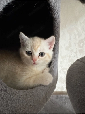 zum Verkaufen drei süsse BKH Kitten Bild 6
