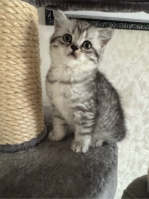 zum Verkaufen drei süsse BKH Kitten Bild 7