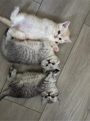 zum Verkaufen drei süsse BKH Kitten