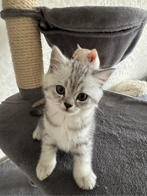 zum Verkaufen drei süsse BKH Kitten Bild 10