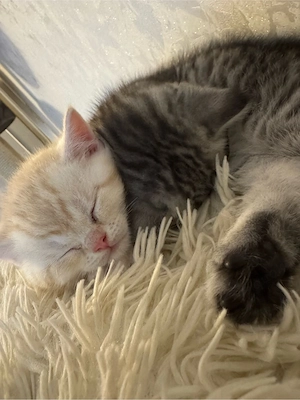 zum Verkaufen drei süsse BKH Kitten Bild 8