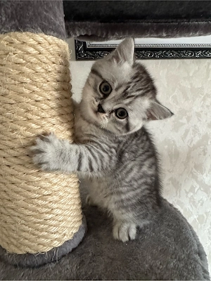 zum Verkaufen drei süsse BKH Kitten Bild 9