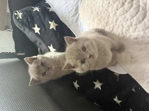 BKH Kitten zu verkaufen