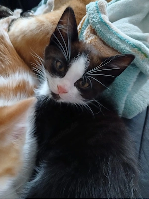 katzen kitten