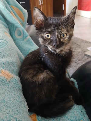 Katzen kitten suchen zuhause 