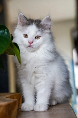 maincoon kitten 