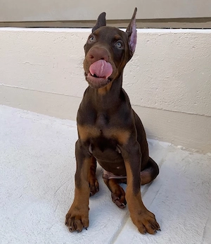 Reinrassige Dobermann Welpen!!