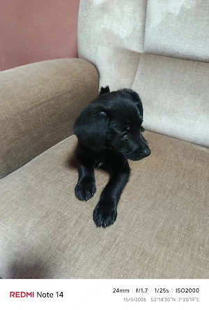 ich bin Rocky
