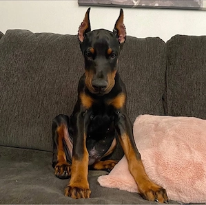 Reinrassige Dobermann Welpen!