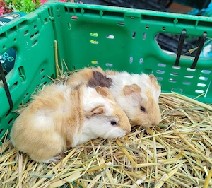 Junge Meerschweinchen