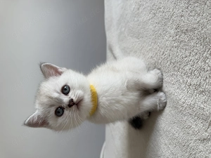 BKH kitten Britisch Kurzhaar