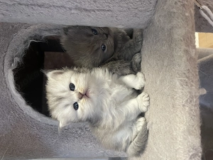 Süße Reinrassige Blh kitten