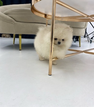 Zuckersüßen Reinrassige Pomeranian Zwergspitz Welpen!!