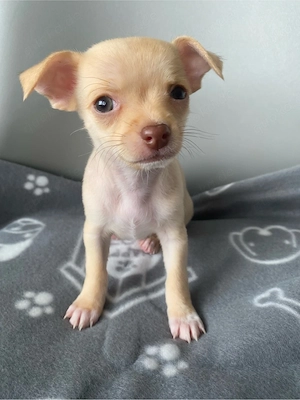 Chihuahua welpen Rüde& Hündin Bild 2
