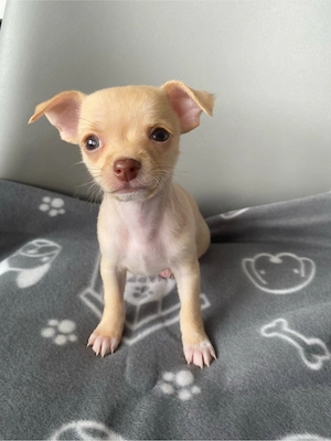 Chihuahua welpe 