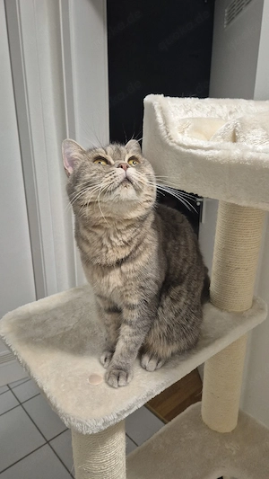 britisch kurzhaar bkh kitten zu verkaufen 