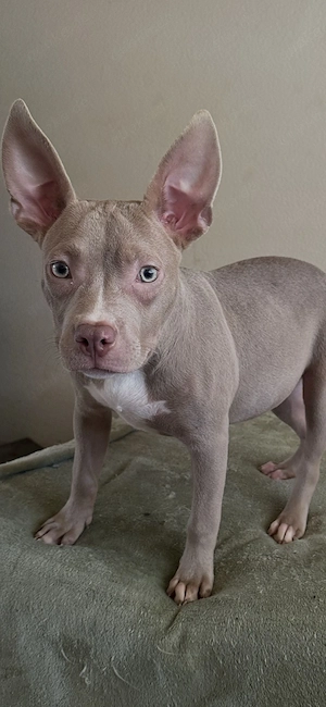American Pocket Bully Hündin 