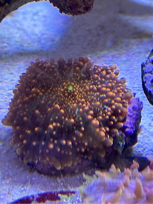 meerwasser Scheibenanemone ricordea yuma